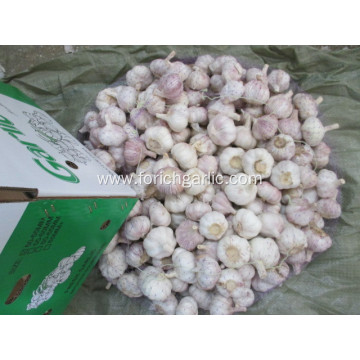 Top Quality Normal Garlic 2020